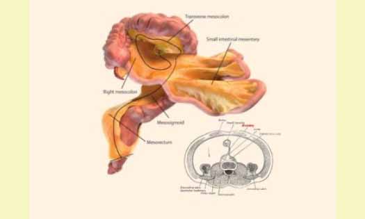 Mesentery, New Organ, Human Body