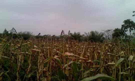 wheat, onion, corn, cucumber, eri, jute, rain fall, raining cats and dogs in extreme trouble the farmers, paddy pollen, robi grain, main crops, Kharpe Crops, dinajpur