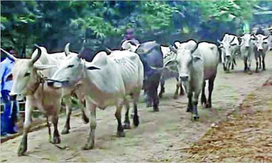 করিডর, সীমান্ত, ভারত সীমান্ত, বাংলাদেশ সীমান্ত, গরু, মহিষ, ছাগল, ভেড়া, বৈধ পথ, অবৈধ পথ, কোরবানি ঈদ,