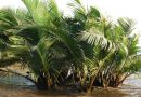গোলপাতা